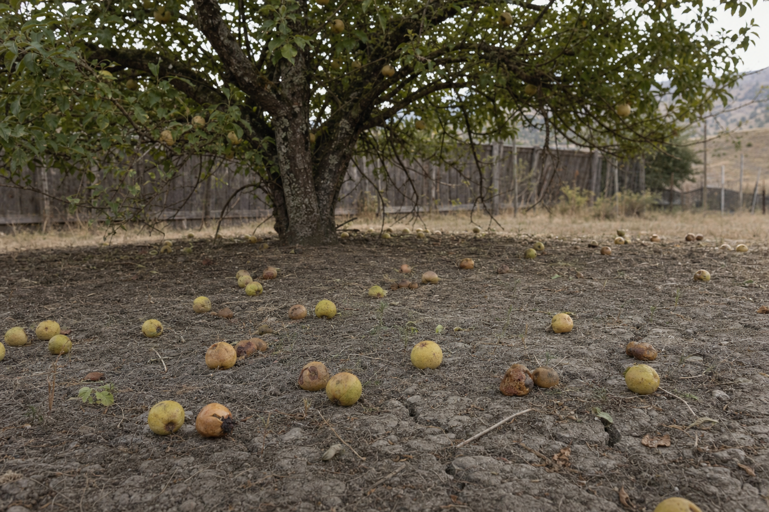 The fruit was division